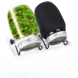 Bocal à Germination en Verre