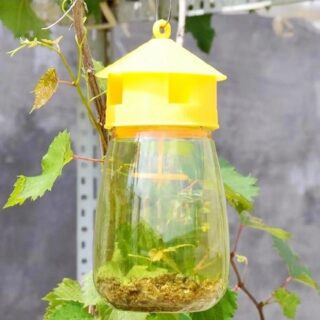 Piège à Insectes