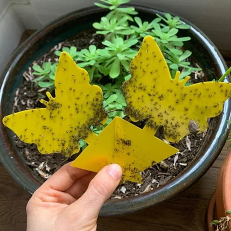 Piège à Insectes Pour Plante papillon