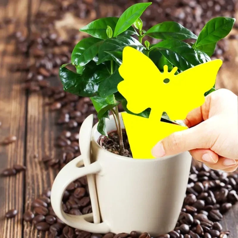 Piège à Insectes Pour Plante plante