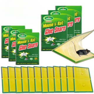 Piège à Souris Colle