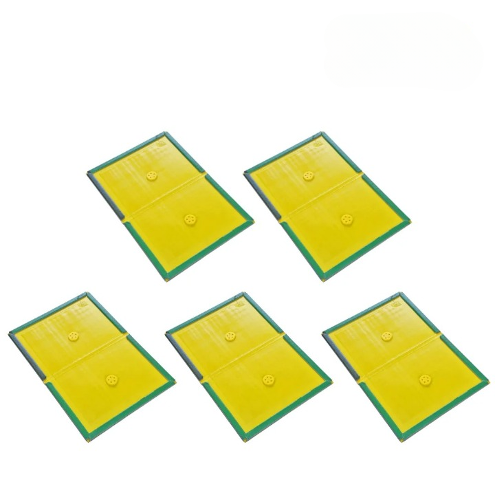 Piège à Souris Colle 5