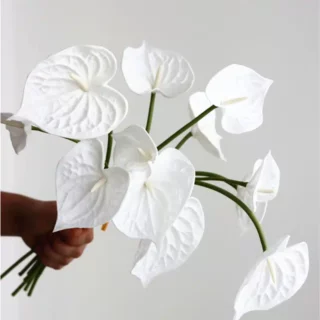 Fleurs blanches d’anthurium artificielles