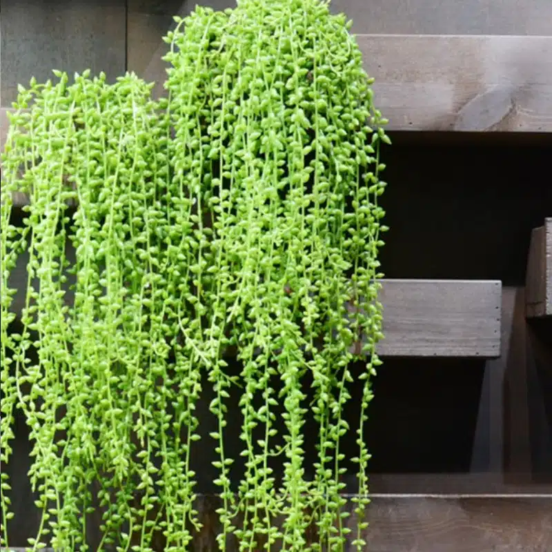 Larmes d’amoureux artificielles Larmes d’amoureux artificielles