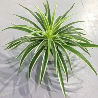 Petit chlorophytum artificiel pour cuisine ou salle de bain