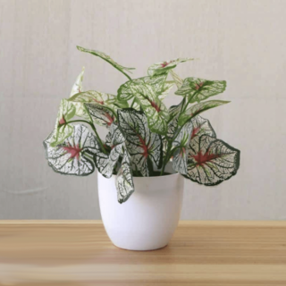 Plante artificielle fittonia en pot