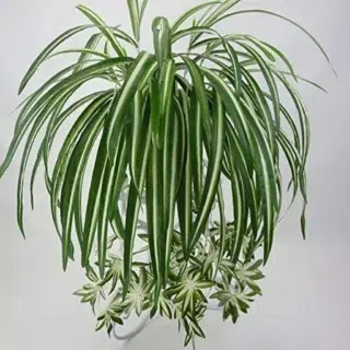 Plante artificielle suspendue chlorophytum