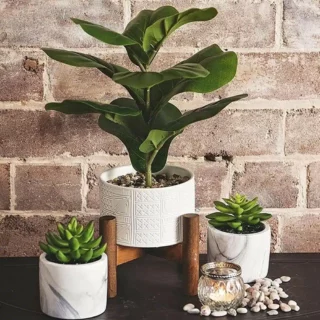 Plante de bureau feuilles de ficus artificielles
