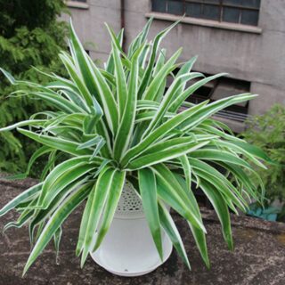 Pousse de feuilles artificielles pour la décoration de jardin